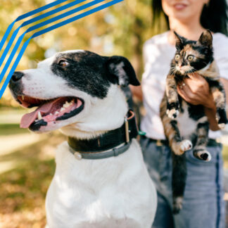 Animali da compagnia